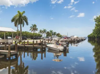 marina with palm trees