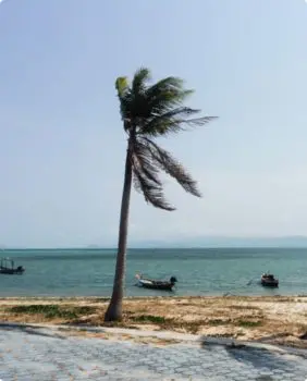 one palm tree on beach