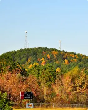 trees on a mountain in the fall