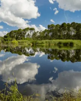 tall trees and calm water on sunny day