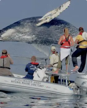 whale jumping out of water and people watching on boat