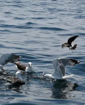 seagulls in water