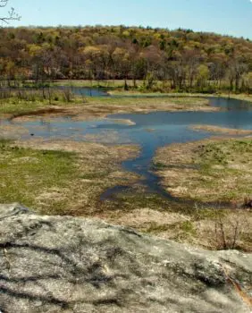 creek with moss and trees in the background