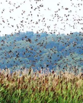 swallows flying out of wheat field