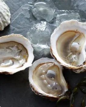 oysters