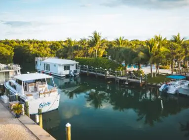 marina with palm trees behind it