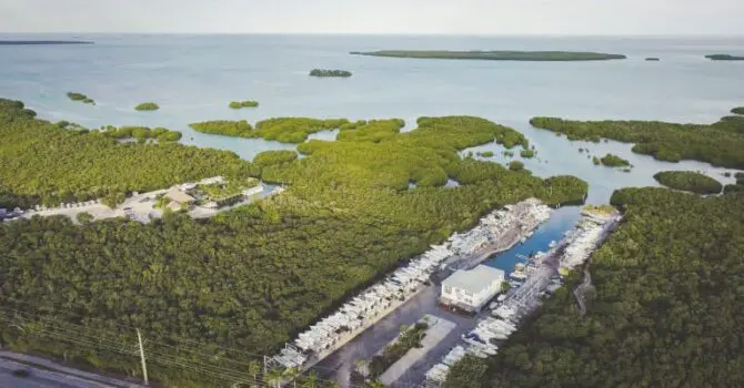 Aerial view of lots of trees and marina in a cove with boats