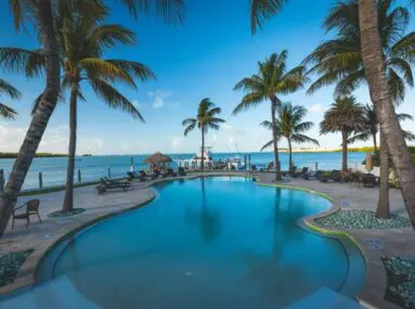 beautiful pool surrounded by palm trees