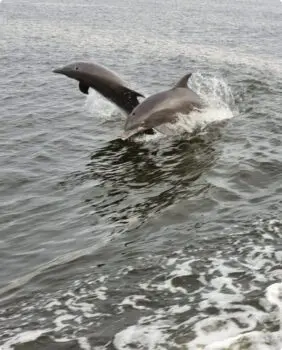 dolphins
