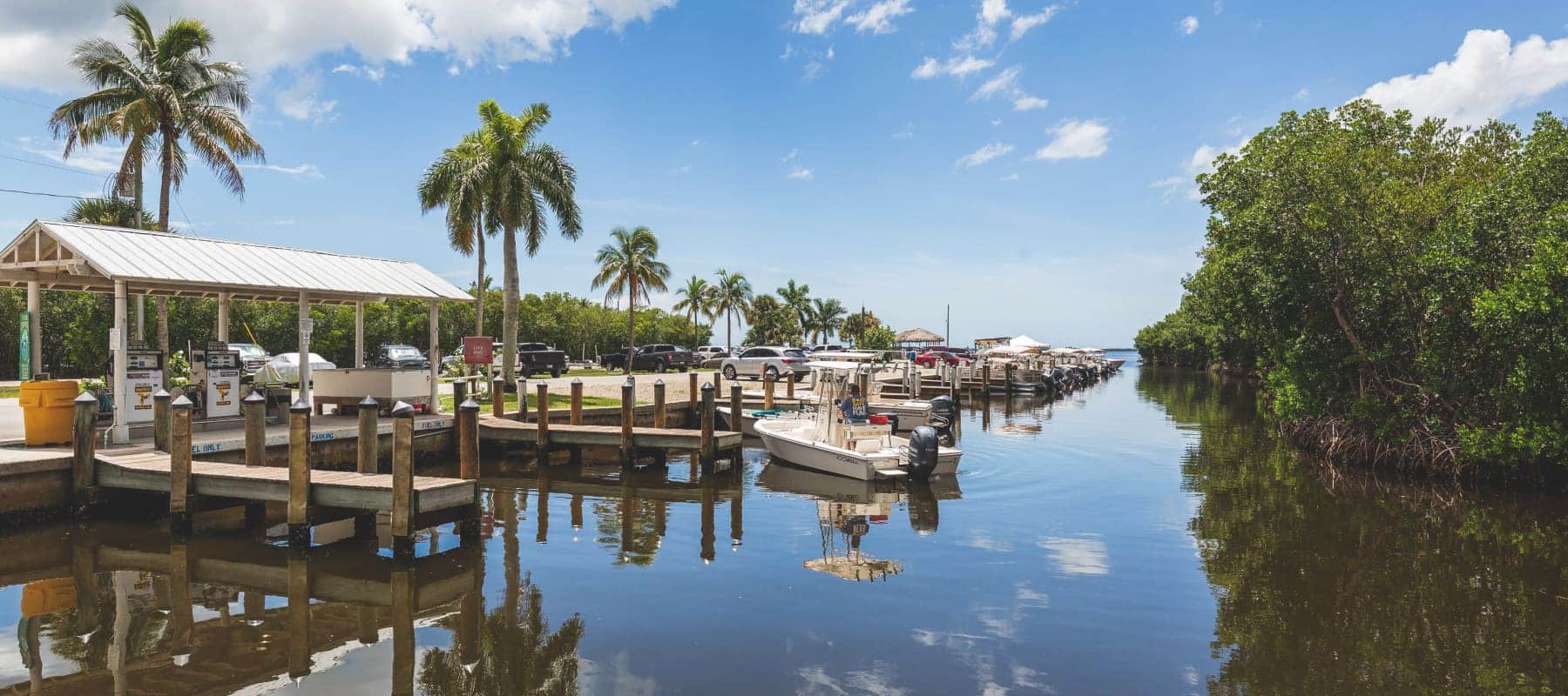 marina with palm trees