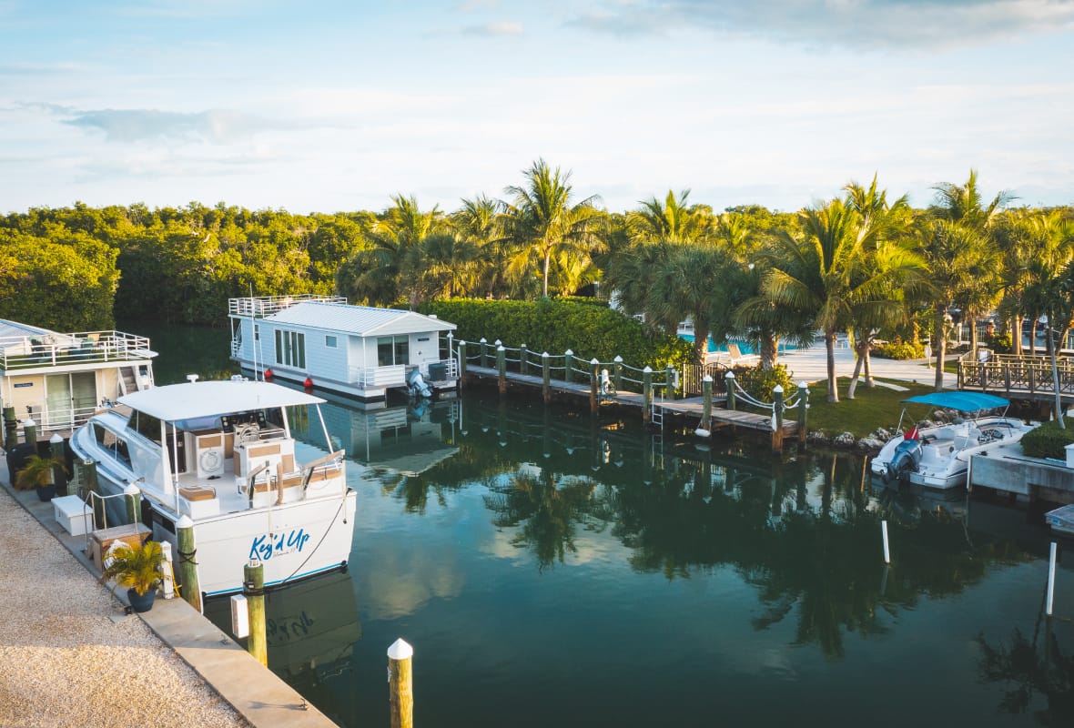 marina with palm trees behind it