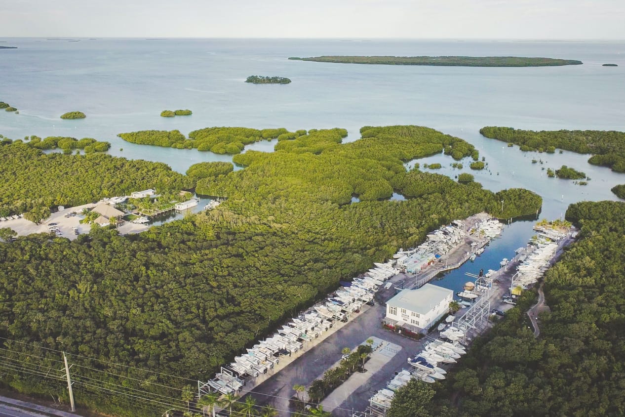 Aerial view of lots of trees at the waters edge with marina boats