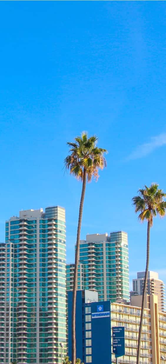 san diego buildings and palm trees